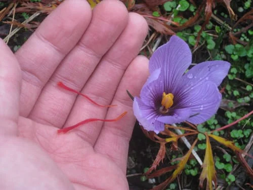 saffron,iranian saffron,saffron eshop,saffron exports,saffron exporter,import saffron to germany,import saffron to france