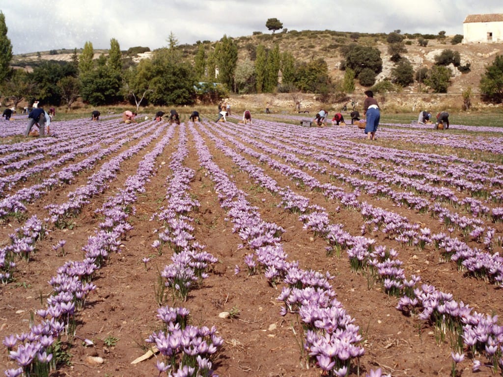 saffron export,saffron sale,buy saffron,retailer of saffron,wholesale saffron,major saffron,purchase saffron,saffron shop