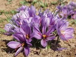 saffron , iranian saffron , eshop saffron , mancha saffronpackaging , saffron, saffron iran