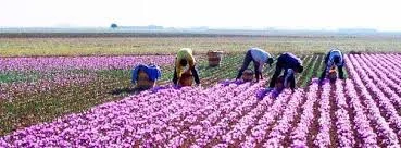 red saffron , price of saffron , red saffron , bulk saffron , saffron , organic