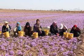 saffron , eshop saffron , mancha saffronpackaging saffron saffron iran , iranian saffron supplier, buy saffron , saffron price