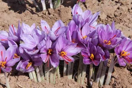 saffron , organic saffron , eshop saffron , mancha saffronpackaging saffron saffron iran , iranian saffron supplier, buy saffron