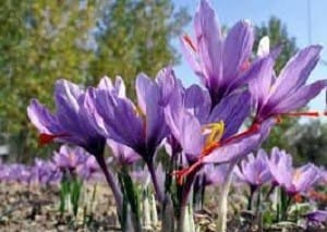 saffron to usa.import saffron to us,import saffron to usa,saffron importer to usa
