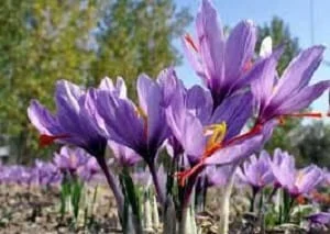 saffron to usa.import saffron to us,import saffron to usa,saffron importer to usa