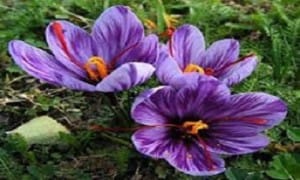 saffron importer to ,saffron importer to Greece,saffron importer to austria,saffron importer to belgium