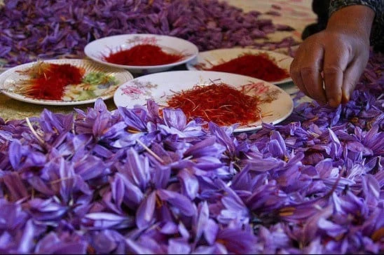 saffron importer to Cyprus,saffron importer to Czech Republic,saffron importer to Denmark,saffron importer to Finland