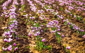 saffron export,powder of saffron,white saffron,major saffron