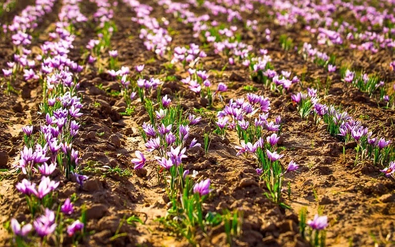 saffron export,powder of saffron,white saffron,major saffron
