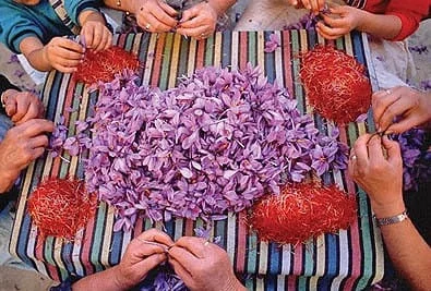 eshop zafferano, mancha saffronpackaging zafferano zafferano iran , iraniana fornitore di zafferano, comprare lo zafferano, prezzo zafferano, Sargol comprare lo zafferano, mancha zafferano