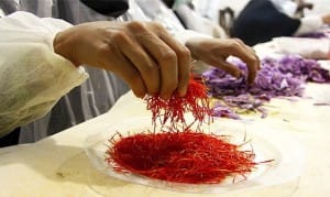 Safran koln Preis in Deutschland, iranisch Safran in Deutschland, iranisch Safran-Shop in Deutschland, persischer Safran in Deutschland, kaufen iran Safran aus Deutschland kaufen saffran, iranier saffran, eShop saffran,
