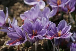 saffron,saffron shop,saffron iran,iranian saffron