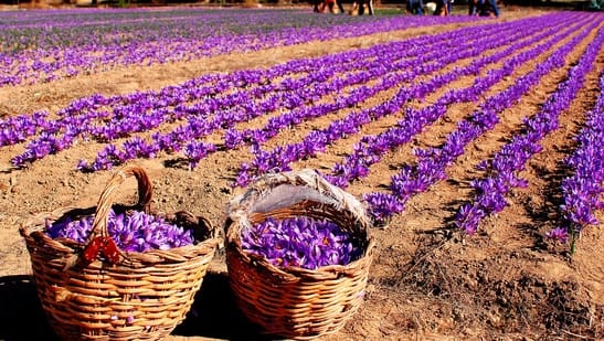 wholesaler saffron new york,iranian saffron new york,saffron in new york city