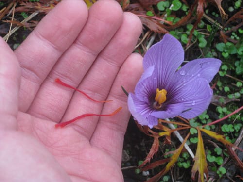 saffron market in Texas,import saffron in Texas,saffron seller in Philadelphia,saffron shop in Philadelphia,buy saffron in Philadelphia,wholesaler saffron Philadelphia,