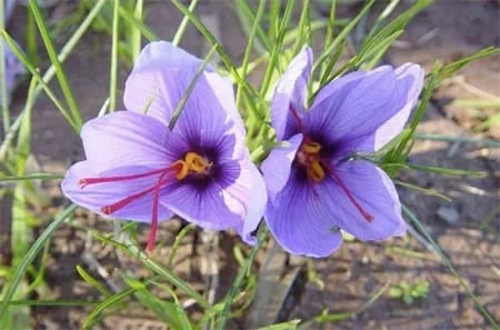 iranian saffron Philadelphia,saffron in Philadelphia city,importer saffron in Philadelphia,price of iranian saffron in Philadelphia,