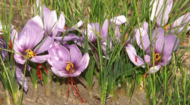 Philadelphia city saffron,sale saffron in Philadelphia,saffron market in Philadelphia,import saffron in Philadelphia,saffron seller in Pennsylvania,saffron shop in Pennsylvania,