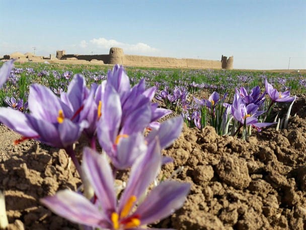 saffron seller in San Francisco,saffron shop in San Francisco,buy saffron in San Francisco,wholesaler saffron San Francisco,iranian saffron San Francisco,