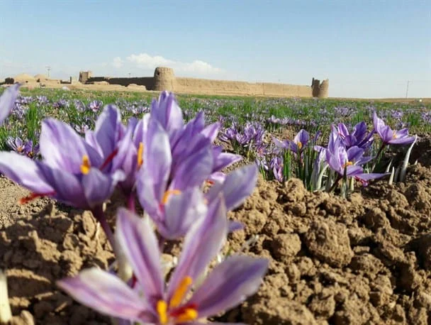 saffron seller in San Francisco,saffron shop in San Francisco,buy saffron in San Francisco,wholesaler saffron San Francisco,iranian saffron San Francisco,