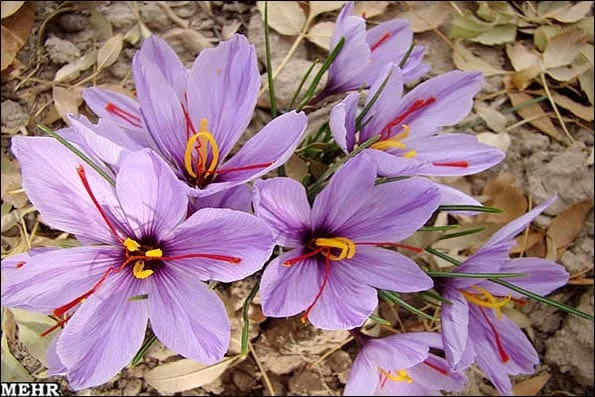 San Antonio city saffron,sale saffron in San Antonio,saffron market in San Antonio,import saffron in San Antonio,saffron seller in San Diego