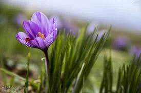 ,buy saffron in San Jose,wholesaler saffron San Jose,iranian saffron San Jose,saffron in San Jose city,importer saffron in San Jose