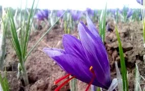 saffron seller in CA,saffron shop in CA,buy saffron in CA,wholesaler saffron CA,iranian saffron CA