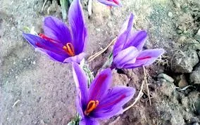 saffron in CA city,importer saffron in CA,price of iranian saffron in CA,CA city saffron,sale saffron in CA