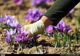 importer saffron in United states,price of iranian saffron in United states,United states city saffron,sale saffron in United states,saffron market in United states
