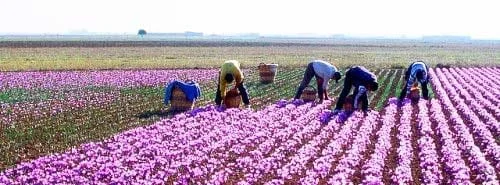 iranian saffron NY,saffron in NY city,importer saffron in NY,price of iranian saffron in NY,NY city saffron