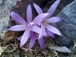 saffron in Hawaii city,importer saffron in Hawaii,price of iranian saffron in Hawaii,Hawaii city saffron,sale saffron in Hawaii