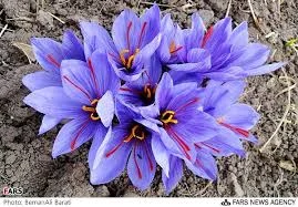 saffron seller in Virginia,saffron shop in Virginia,buy saffron in Virginia,wholesaler saffron Virginia,iranian saffron Virginia
