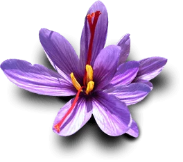 saffron in Virginia city,importer saffron in Virginia,price of iranian saffron in Virginia,Virginia city saffron,sale saffron in Virginia
