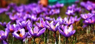saffron market in Wichita,import saffron in Wichita,saffron seller in TENNESSEE,saffron shop in TENNESSEE,buy saffron in TENNESSEE