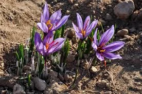 saffron seller in Kansas,saffron shop in Kansas,buy saffron in Kansas,wholesaler saffron Kansas,iranian saffron Kansas