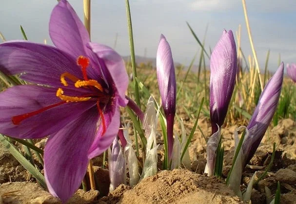saffron seller in Wichita,saffron shop in Wichita,buy saffron in Wichita,wholesaler saffron Wichita,iranian saffron Wichita