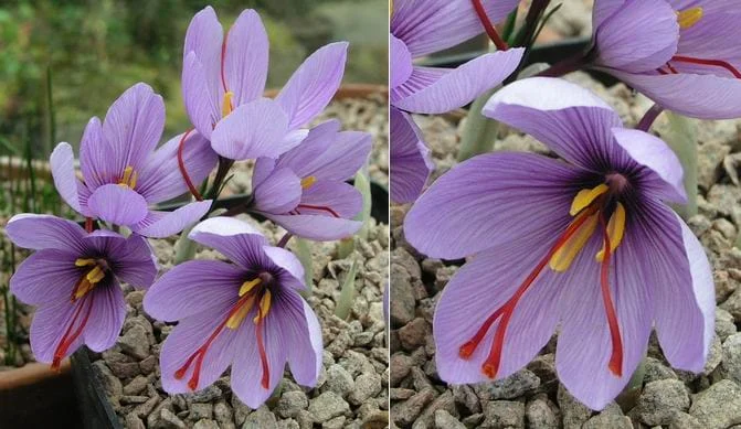 importer saffron in Minneapolis,price of iranian saffron in Minneapolis,Minneapoliscity saffron,sale saffron in Minneapolis,saffron market in Minneapolis