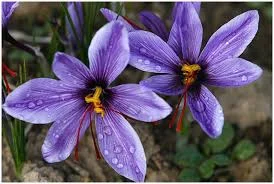 saffron shop in OHIO,buy saffron in OHIO,wholesaler saffron OHIO,iranian saffron OHIO,saffron in OHIO city