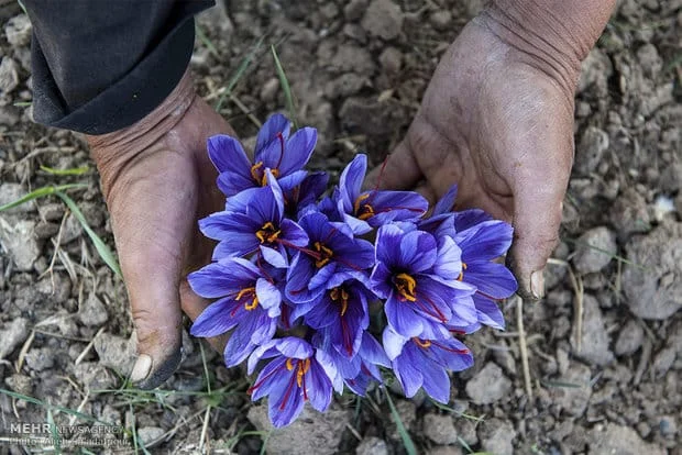 saffron seller in Sacramento,saffron shop in Sacramento,buy saffron in Sacramento,wholesaler saffron Sacramento,iranian saffron Sacramento