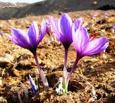 saffron in Sacramento city,importer saffron in Sacramento,price of iranian saffron in Sacramento,Sacramento city saffron,sale saffron in Sacramento