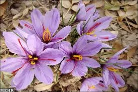 import saffron in OHIO, iranian saffron OHIO,saffron in OHIO city,importer saffron in CARSON CITY,price of iranian saffron in CARSON CITY