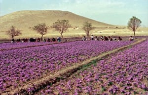 red saffron,Iranian saffron,buy saffron,price of saffron,saffron shop