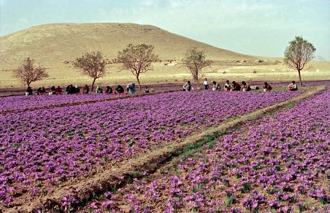 red saffron,Iranian saffron,buy saffron,price of saffron,saffron shop
