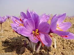 Persian saffron in NY,red saffron in NY,Iranian saffron in NY,buy saffron in NY,price of saffron NY