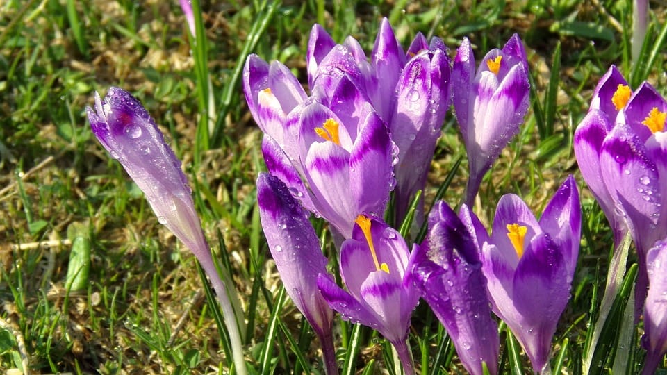 saffron price in KOREA , saffron companies in KOREA ,saffron iran in KOREA ,Persian saffron in KOREA ,