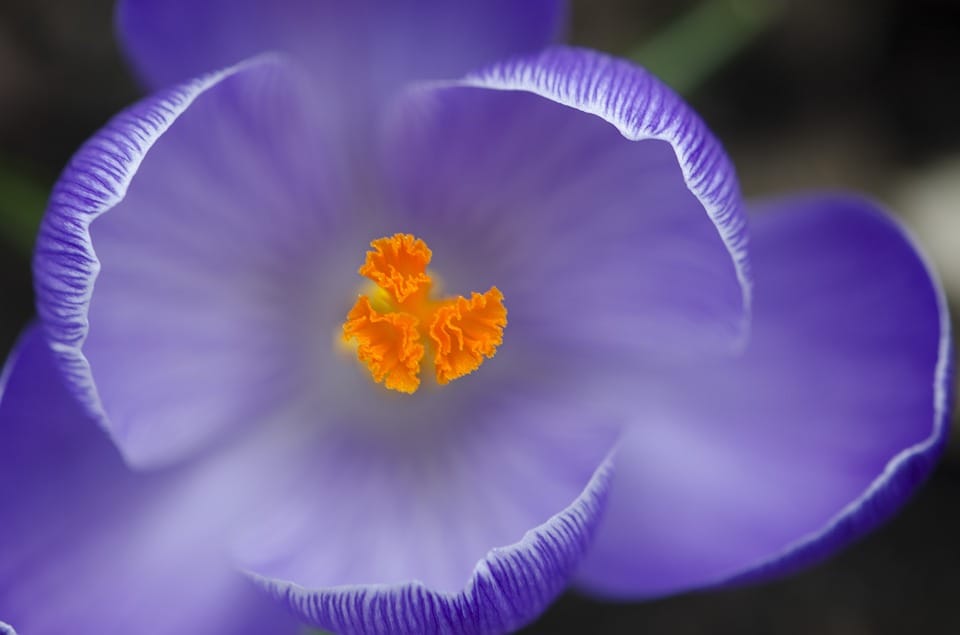 red saffron in KOREA ,Iranian saffron in KOREA ,buy saffron in KOREA ,price of saffron KOREA ,
