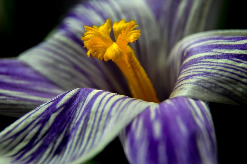Saffron ,saffron in OMAN ,saffron price in OMAN , saffron companies in OMAN ,