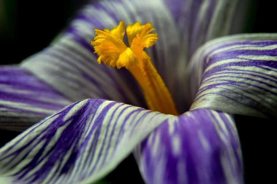 Saffron ,saffron in OMAN ,saffron price in OMAN , saffron companies in OMAN ,