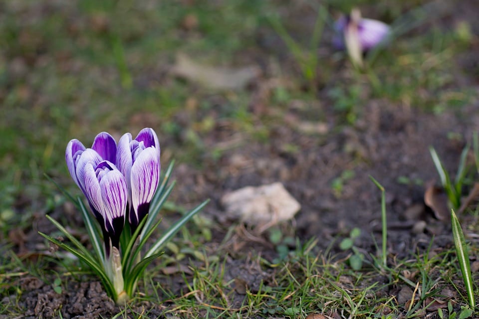 saffron in MUSCAT ,saffron price in MUSCAT , saffron companies in MUSCAT ,saffron iran in MUSCAT ,