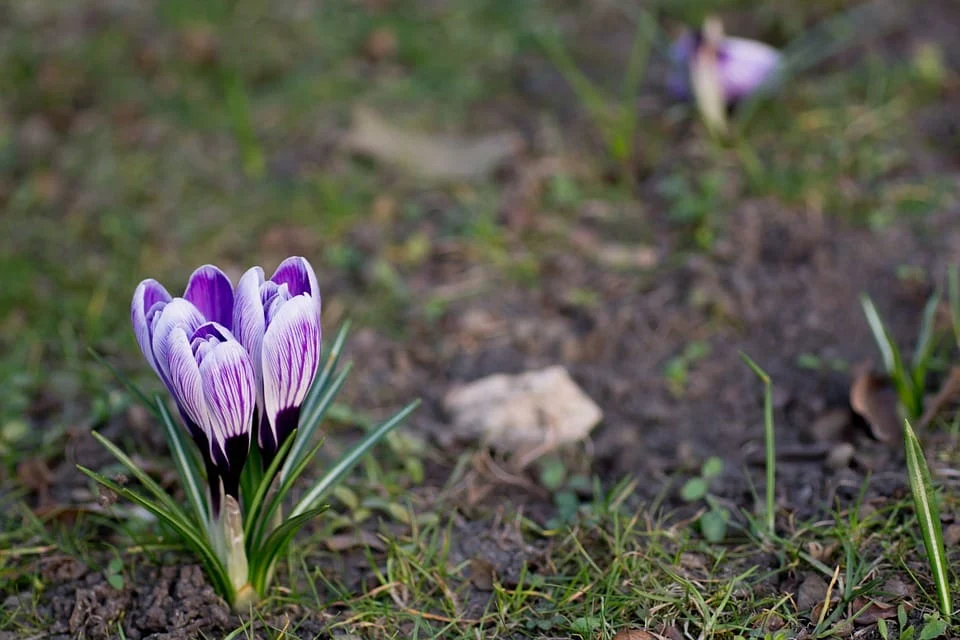 saffron in MUSCAT ,saffron price in MUSCAT , saffron companies in MUSCAT ,saffron iran in MUSCAT ,