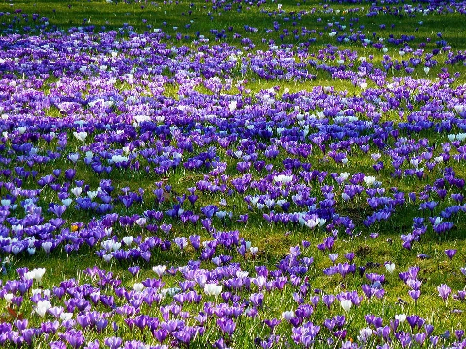 Persian saffron in MUSCAT ,red saffron in MUSCAT ,Iranian saffron in MUSCAT ,buy saffron in MUSCAT ,