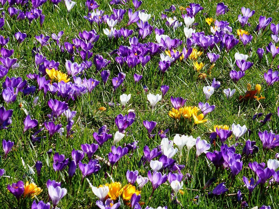 price of saffron MUSCAT ,saffron shop in MUSCAT , ,Saffron ,saffron in ISTANBUL ,