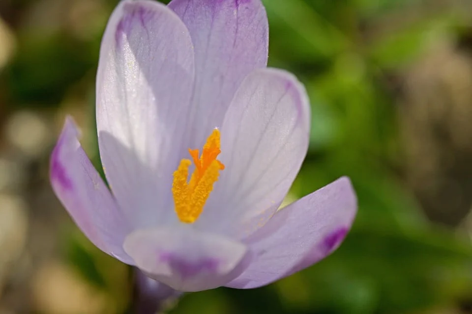 red saffron in ISTANBUL ,Iranian saffron in ISTANBUL ,buy saffron in ISTANBUL ,price of saffron ISTANBUL ,